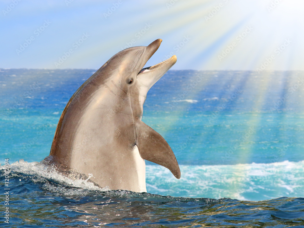 Naklejka premium Cheerful Dolphin playing in ocean waves . Funny and friendly animal. Greeting from tropical paradise.
