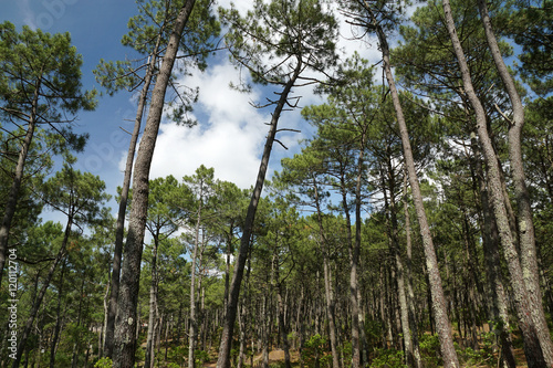 Forêt de pins à Contis