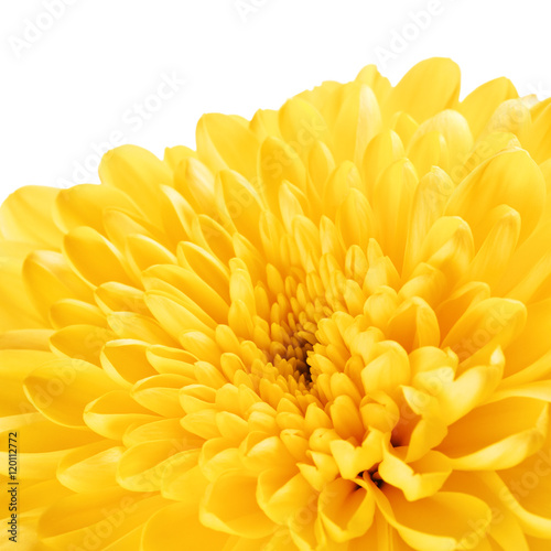 Yellow Chrysanthemum Flower Petals