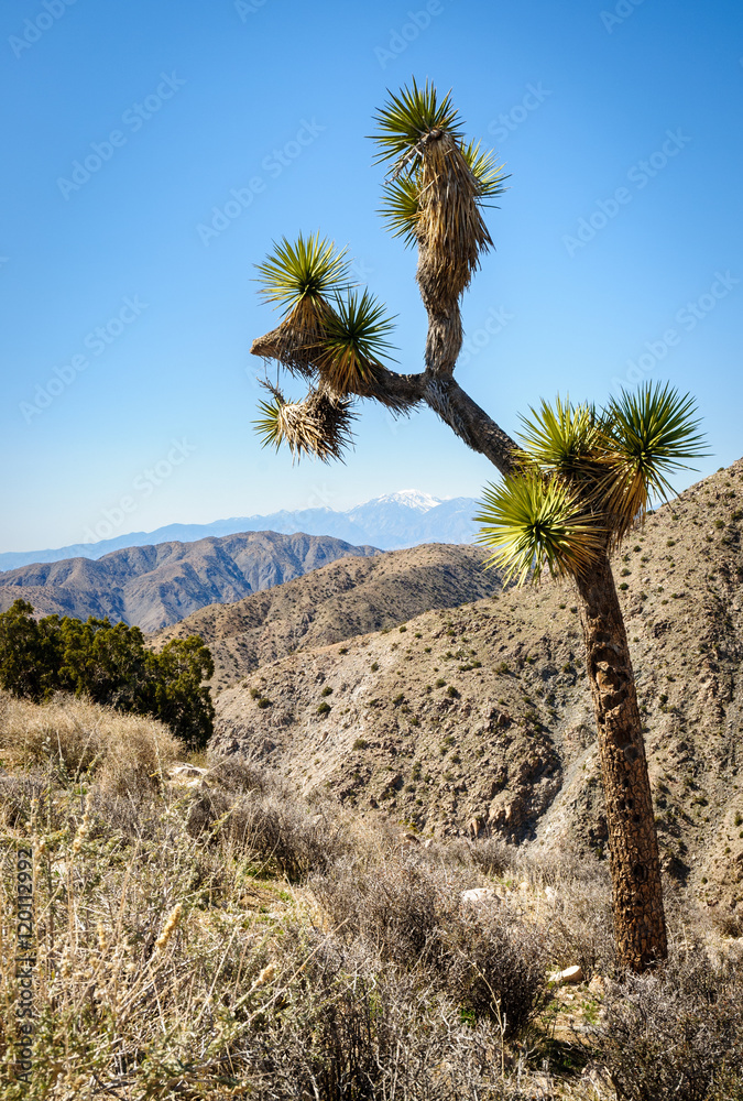 Joshua Tree National Park