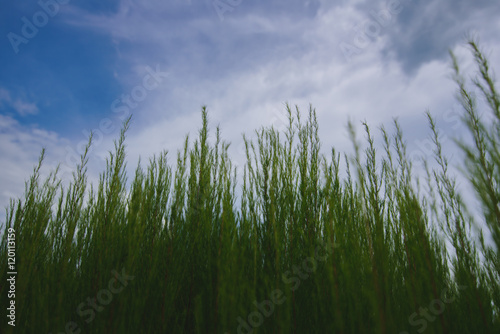 Picture of plants and blue sky