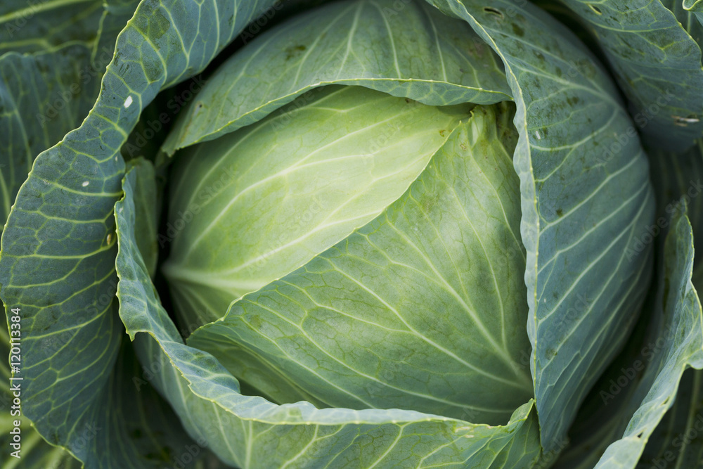 Fototapeta premium Fresh cabbage harvest