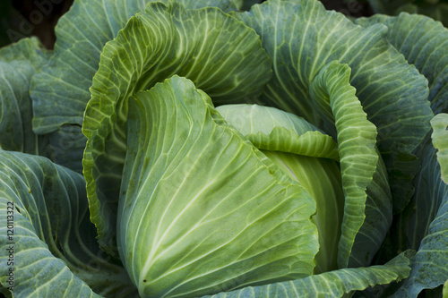 Fresh cabbage harvest
