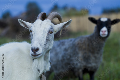 White and gray goat sheep