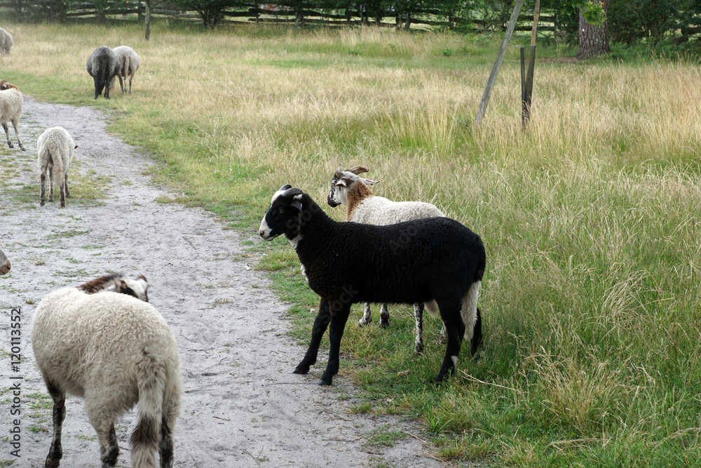 Fototapeta premium Moutons