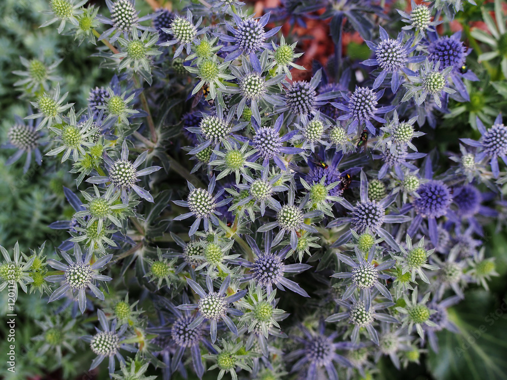 Eryngium 'Tiny Jackpot' eryngo, dwarf sea holly StockFoto Adobe Stock
