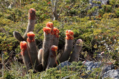 Kakteen in der Caatinga in Brasilien  photo