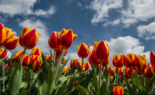 Tulip field