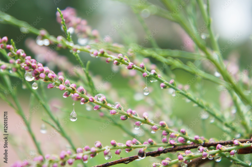 Tamarisk or Tamarix ramosissima pink flowers in dew Tamarisk or Tamarix ramosissima pink flowers in dew