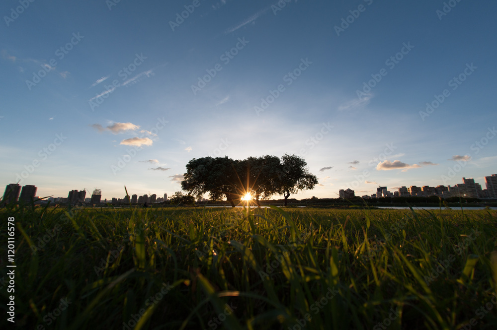 Obraz premium sunrise on the silhouette branches of trees in the morning