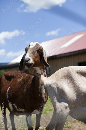 The Goat © bartsadowski
