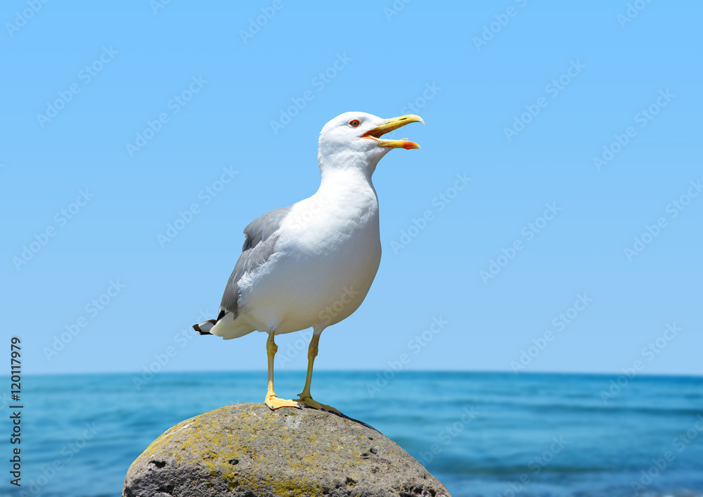 Seagull standing on his feet. In the background sea. Seagull standing on his feet. In the background sea.