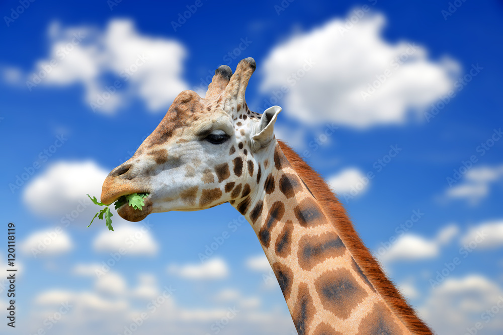 Portrait of a giraffe in the background blue sky Portrait of a giraffe in the background blue sky