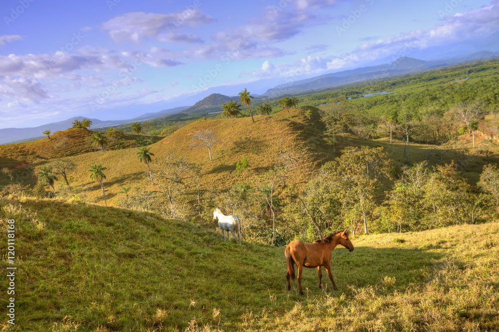 Fototapeta premium Tropical Countryside