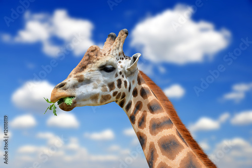 Portrait of a giraffe in the background blue sky