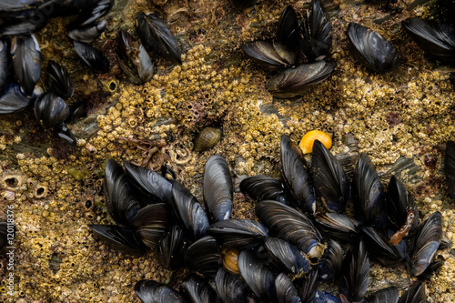 Cozze