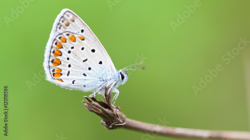 Copper-butterfly (Lycaenidae) with clasped wings on green background