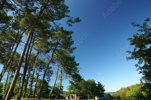 Pins - Mimizan - promenade fleurie