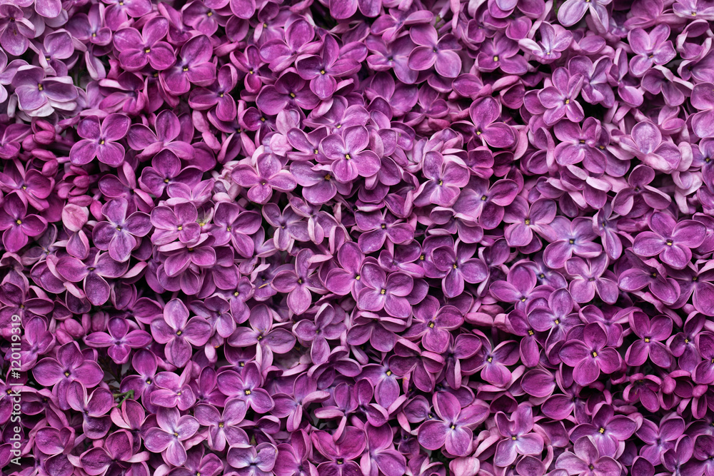 Nature background of purple  lilac flowers