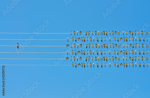     Individuality concept, birds on a wire  photo