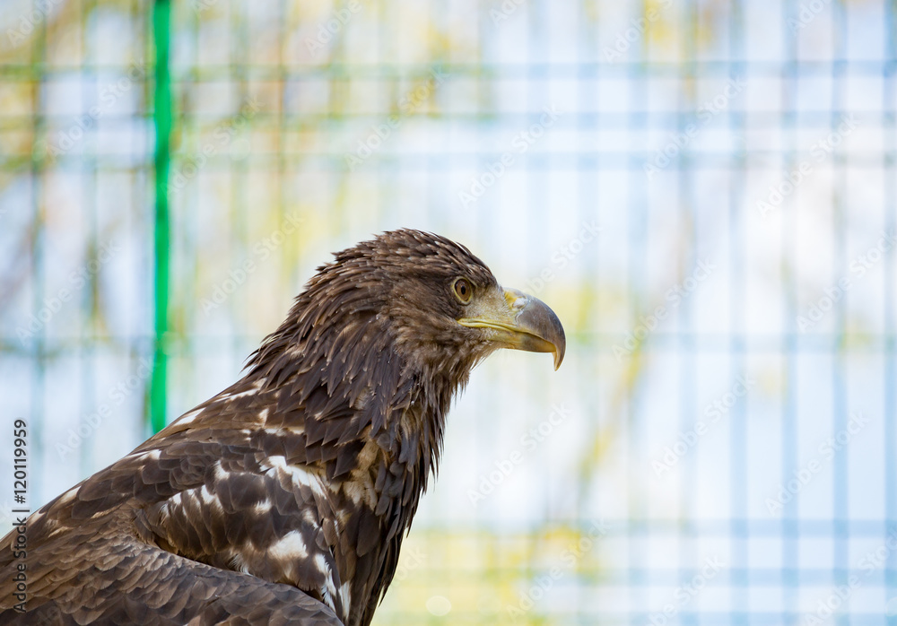 Fototapeta premium Bird eagle closeup day. Head