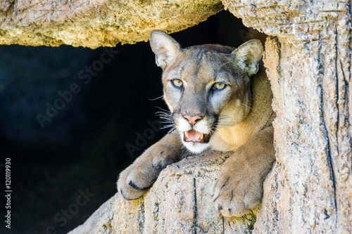 Fototapeta Naklejka Na Ścianę i Meble -  mountain lion