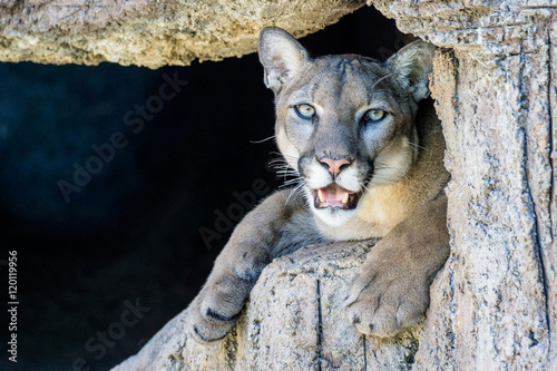 Fototapeta Naklejka Na Ścianę i Meble -  mountain lion