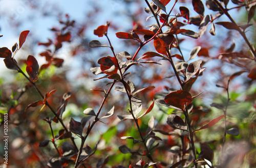 Purple bush in autumn on a sunny day