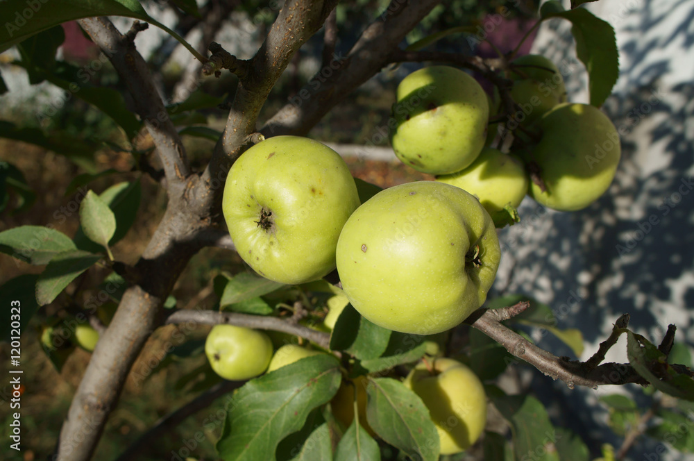 Green apples 'Semerenko' on a tree branch