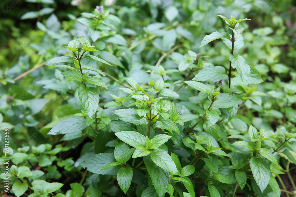 Growing mint leaves in the garden Growing mint leaves in the garden