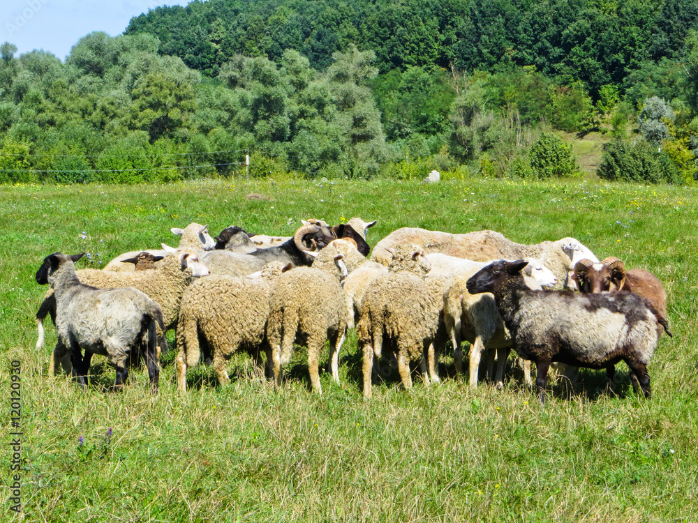 Obraz premium Herd of sheep on a meadow