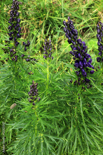 Eisenhut Aconitum photo