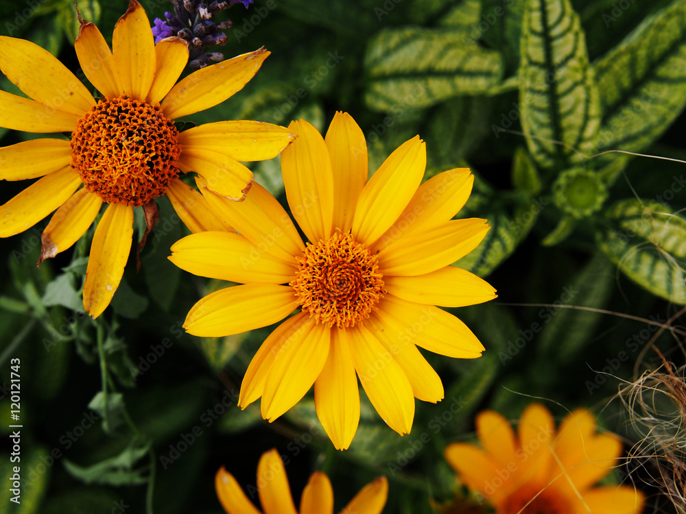 Variegated leaves and yellow flowers - False sunflower, rough oxeye - Heliopsis helianthoides 'Loraine Sunshine' Variegated leaves and yellow flowers - False sunflower, rough oxeye - Heliopsis helianthoides 'Loraine Sunshine'