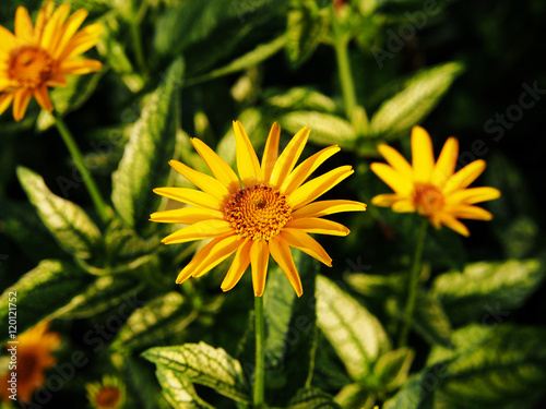 Variegated leaves and yellow flowers - False sunflower, rough oxeye - Heliopsis helianthoides 'Loraine Sunshine'  photo