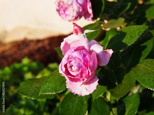 Beautiful rose 'Novalis' in the garden  photo