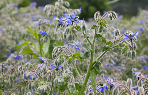 Borago Officinalis Plant photo