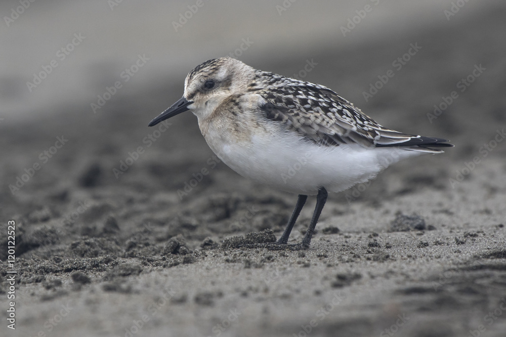Sanderling in the autumn outfit misty cloudy day Sanderling in the autumn outfit misty cloudy day