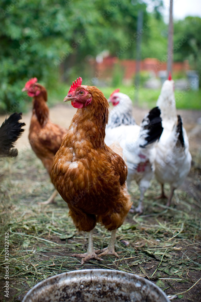 Fototapeta premium Chickens