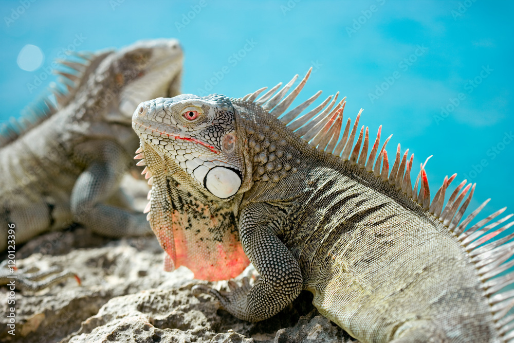 Obraz premium Iguana on the Rocks
