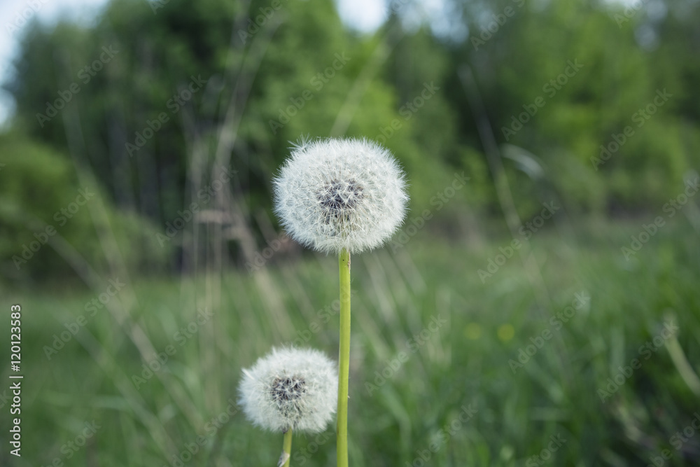 blooming dandelion on the field