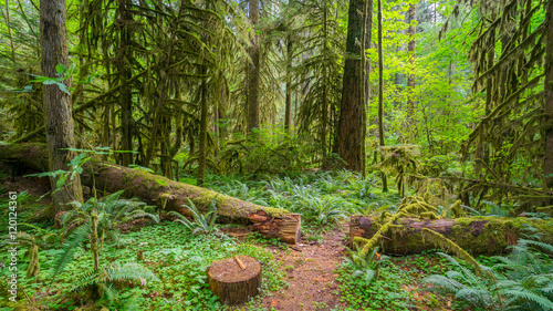 A path through the fairy green forest. Large trees were overgrown with moss. The sun s rays fall through the leaves. Iron Creek Campground trails  Mount St Helens - East Part