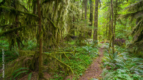 Fairy green forest. Large trees were overgrown with moss. The sun's rays fall through the leaves. Iron Creek Campground trails, Mount St Helens - East Part © khomlyak