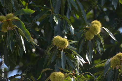 green tree of chestnut