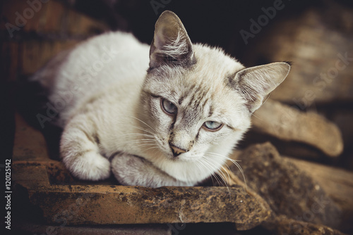Fotografie Gray-white cat near the house