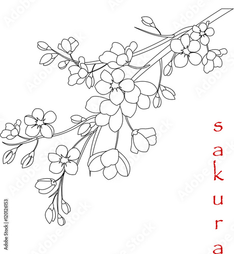 Vector illustration. Branch of Japanese cherry blossoms with beautiful flowers.Sakura. White background.