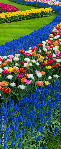 Fototapeta Naklejka Na Ścianę i Meble -  Tulip garden