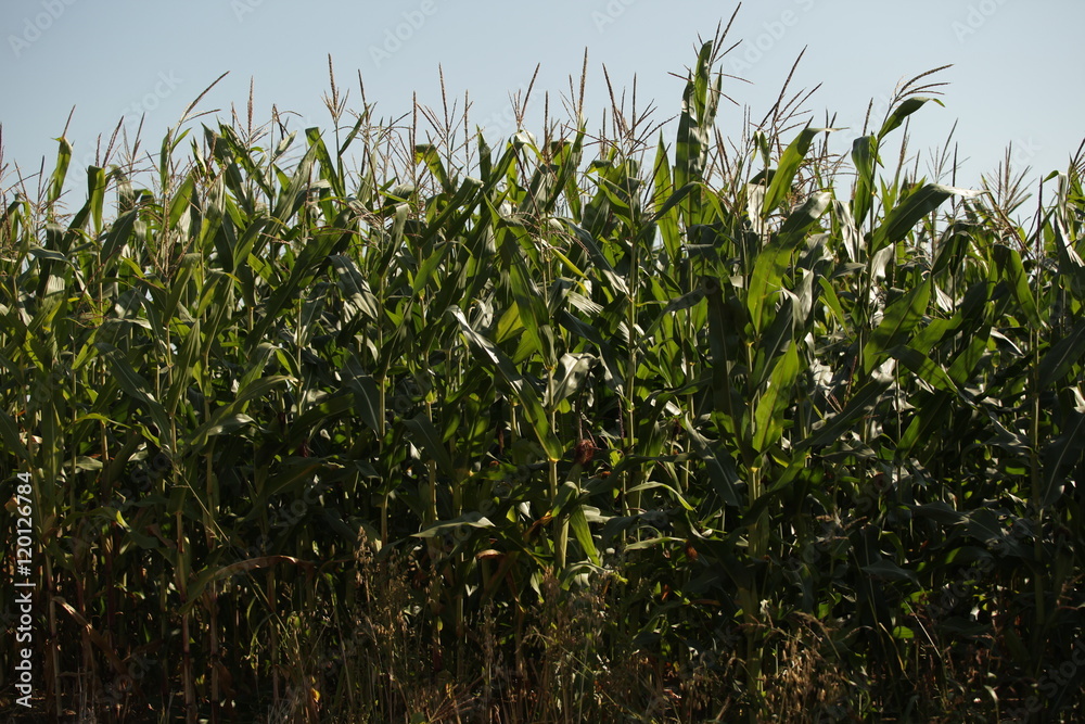 Fototapeta premium summer in Europe - corn field