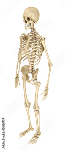 Human skeleton isolated , Medically accurate 3d illustration .