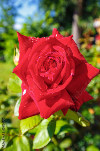 Beautiful red roses in the garden  close up