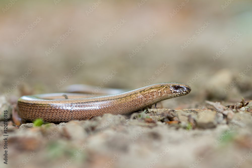 Fototapeta premium a young Blindworm on ground